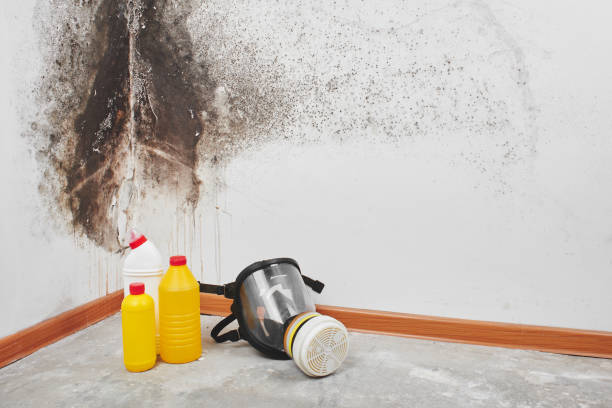 Best Office Mold Removal Services  in Francisville, KY