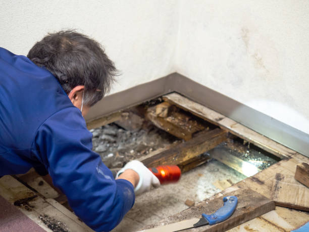 Best Certified Mold Removal  in Francisville, KY