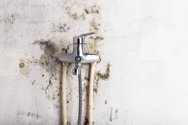 Best Same-Day Mold Removal  in Francisville, KY