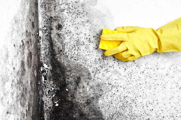 Attic Mold Removal in Francisville, KY