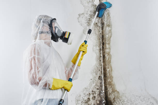 Best Residential Mold Removal  in Francisville, KY