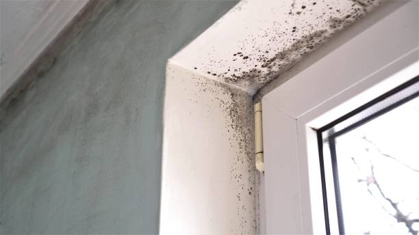 Best Mold Cleaning Services  in Francisville, KY