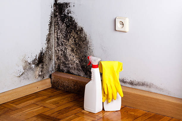 Best Crawl Space Mold Removal  in Francisville, KY