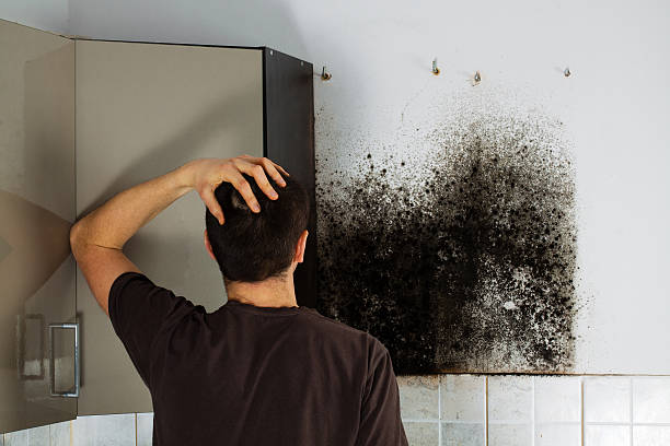 Best Residential Mold Removal  in Francisville, KY